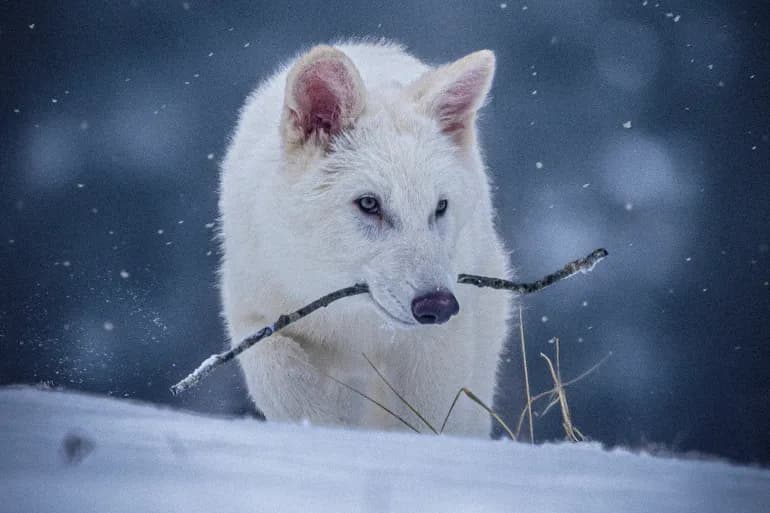 Has the dire wolf come back to life? Here is what we know